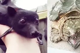 晒上这些宠物，你的朋友圈还缺赞吗，要多少有多少吧！