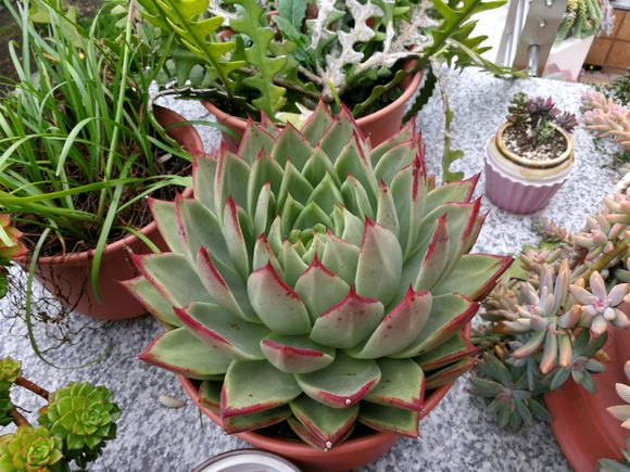 多肉老桩养成记，学会了不是一般的简单