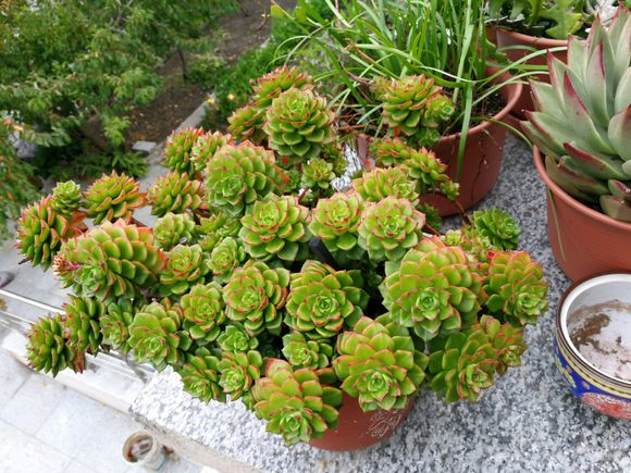 多肉老桩养成记，学会了不是一般的简单