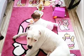 传说中的猛犬杜高 遇到小主人立马温情满满视频封面