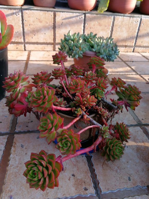 多肉老桩养成记，学会了不是一般的简单