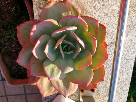 多肉老桩养成记，学会了不是一般的简单