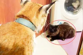 主人带回家一只猞猁，狗和猫瞬间吓尿：我是不是成了一道菜！