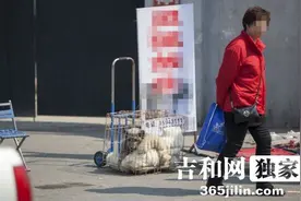 长春街头有人兜售狐狸700元一只 询问有无饲养证明转身就走图片
