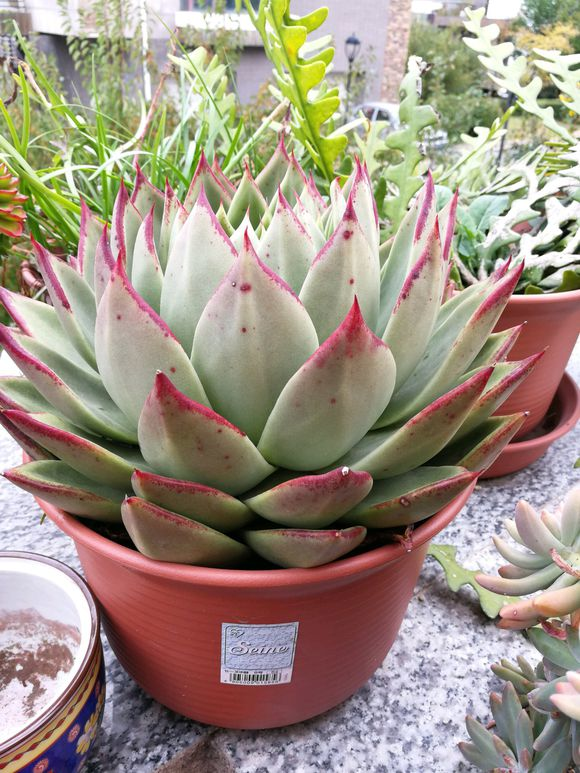 多肉老桩养成记，学会了不是一般的简单