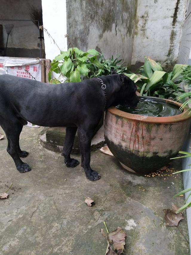 杜高犬vs卡斯罗,当老虎杀手遇到棕熊克星,谁会笑到最后呢?