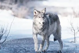 狼王纪录片——狼一生只有一个伴侣，狼族内部不会攻击和抛弃同伴