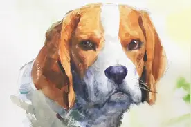 看看人家日本老头画的狗狗水彩画教程，是不是很佩服