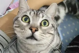 猫星人美短银虎斑：猫界的一股清流，不将就，不媚俗图片