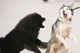 哈士奇与狼的差別！简直要笑晕了我！