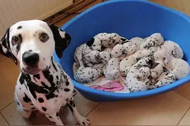 狗狗生产后的饮食要点和注意事项图片
