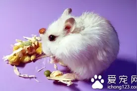 仓鼠为什么会抽搐 它的心跳速度跟人的不同图片