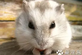 仓鼠抽搐怎么办 及时的给仓鼠诊断治疗图片