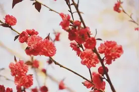 摄影专栏春天就在西法大图片