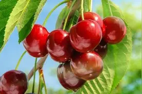 胃不好吃什么 六种水果最适合图片