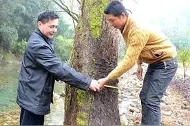 一都镇后溪村发现百年老漆树图片