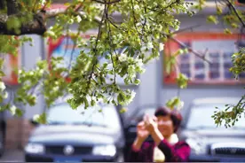 石家庄街头绿樱初绽图片
