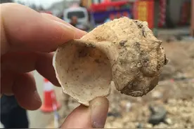 官渡古镇施工时挖出大量螺蛳壳 四千年前是渔民主要食物图片