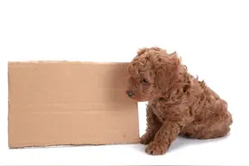 幼犬不吃狗粮怎么办图片