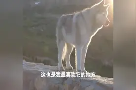 狼和哈士奇的孩子混血萌犬，果然是二哈智商和温度成反比视频封面