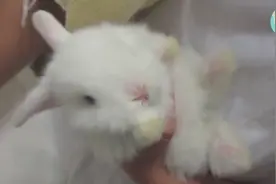 给兔兔洗屁屁，它知道自己太脏了一动不动！