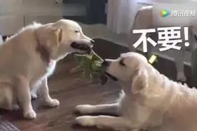 两只白金毛抢玩具竟然抢到睡着了，被萌出了一万伤害视频封面