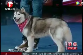 一个自闭症儿童被哈士奇拯救痊愈的故事，谢娜听完震惊到大叫