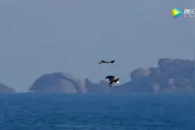 海雕不仅是捕鱼高手，还是捕杀剧毒海蛇的能手视频封面