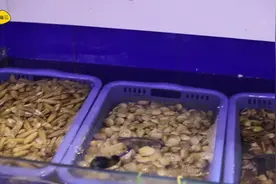 海产品食材新鲜很重要，影响肉质和口感，学会分辨食材才是硬道理视频封面