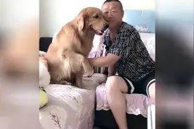 姥爷给金毛说，让我摸摸你肚子看有没有怀孕，亮出肚肚给姥爷摸视频封面