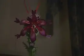 小男孩的脚被绑住了，这是什么鬼？植物大战？视频封面