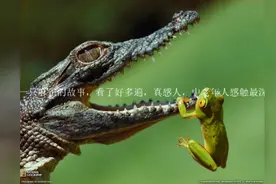一只麻雀的故事，看了好多遍，真感人，中年人感触最深（说的好）视频封面