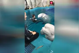 美女饲养员口叼小鱼喂海豚，尴尬的事情瞬间发生了视频封面