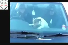 居然有这么蠢的狗狗，不信你看，简直就是一个活宝！