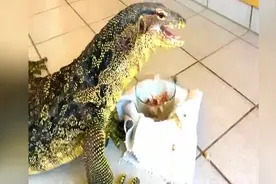 国外美女养科莫多巨蜥做宠物，同吃同住