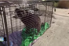 流浪狗被救后却不愿跟着离开，直到被它带到栅栏边发现巨大的惊喜图片