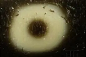 你只知道天珠，可你知道天珠眼睛的意义么？（上）图片