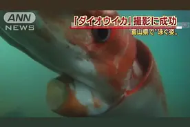 巨型乌贼突临日本港口，在场的人们无不感到惊讶！图片