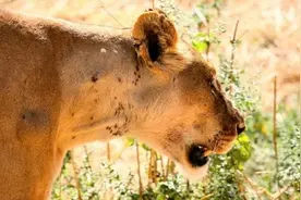 这只斑马悲催被一群狮子捕食，惊心动魄的撕食过程让人不忍直视！图片