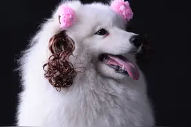 宠物狗狗成长100问之21—30图片