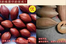 苏州核雕名家图示辨别橄榄核作品基本要点！图片