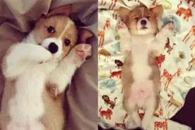 柯基在睡觉觉的时候是只小天使~图片