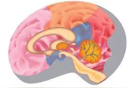 脑瘤患者饮食原则知多少图片