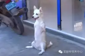 这只狗狗出生就没有前腿成为“袋鼠狗”，但每天微笑传递正能量！图片
