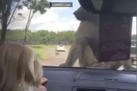 3岁女孩在野生动物园见到猴子时超兴奋，但接下来的一幕让她痛哭图片