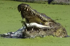 这头鳄鱼宝宝被一头大鳄鱼活活吞下，震撼的场面让摄影师都呆住了图片
