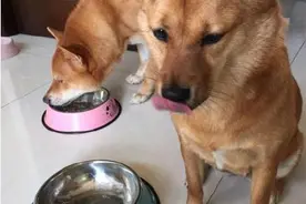 为什么哥哥这么大碗 而我只有这么少图片