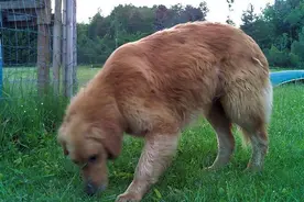 失足金毛狗狗经过18个月艰苦磨难终于与家人团聚图片