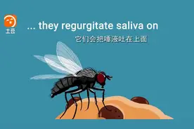 苍蝇落到你的食物上会有多恶心？看过这视频你就知道