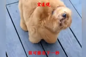 泰迪为什么那么好色，全都是主人惯的，打一顿就好了！视频封面
